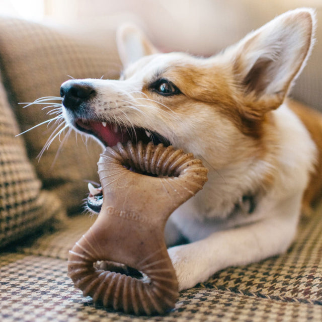 !Benebone Dental Chew Durable Dog Chew Toy Bacon, 1ea/SM